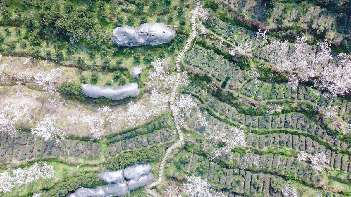 蒲江官帽山樱花