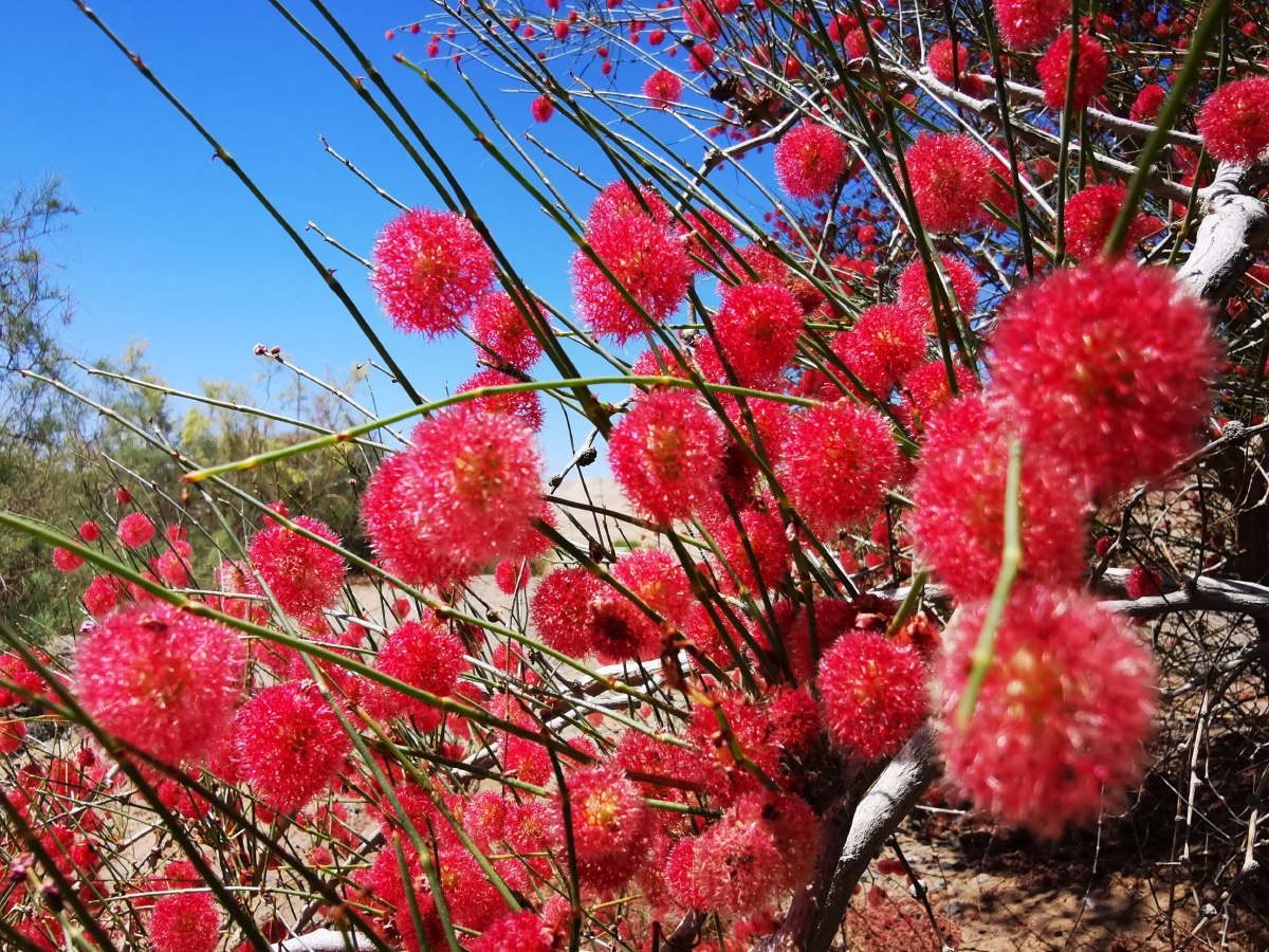 《再拍沙拐枣》心心念念又一年,红红黄黄半边天;挡风