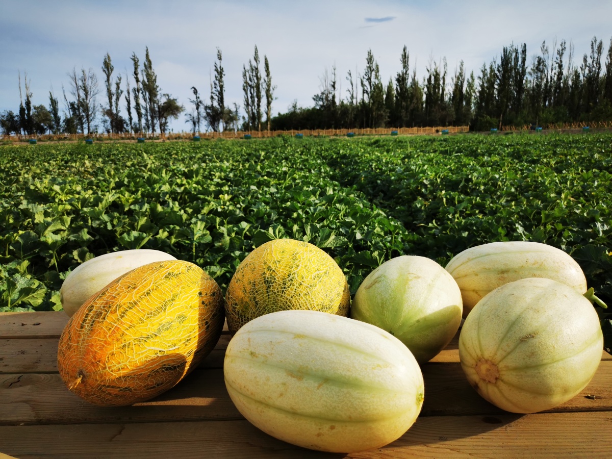 哈密瓜摄于新疆哈密市哈密瓜园