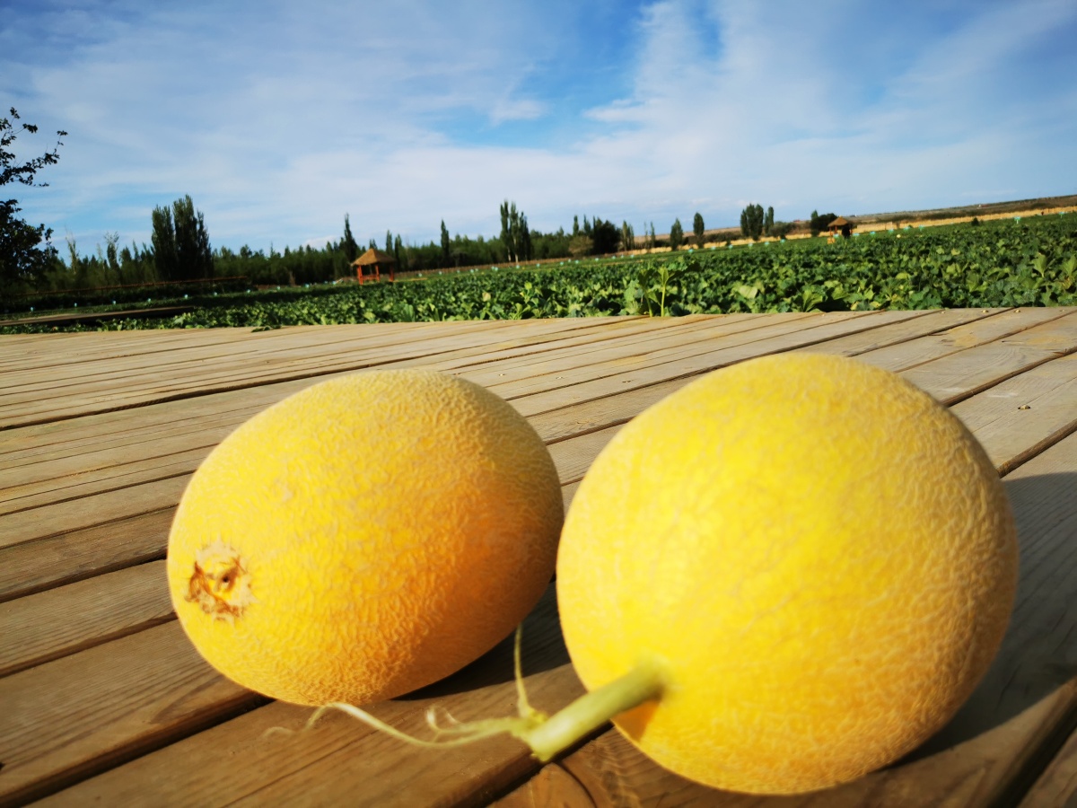 哈密瓜摄于新疆哈密市哈密瓜园