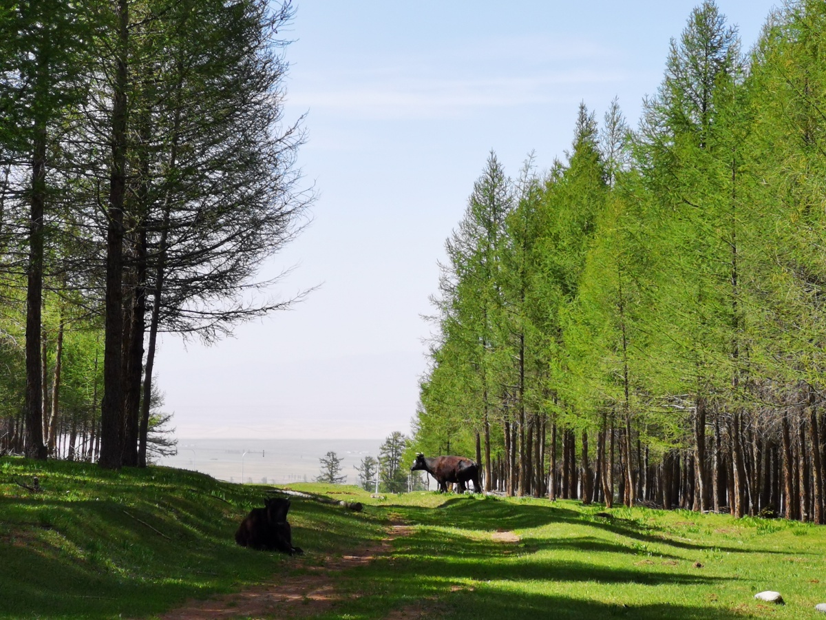 夏天林中一日新疆哈密东天山