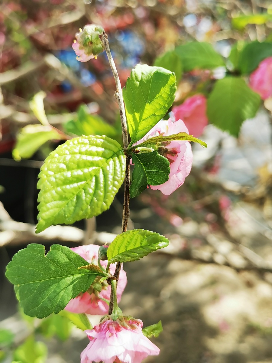 榆叶梅叶子长得像榆树叶花朵像腊梅