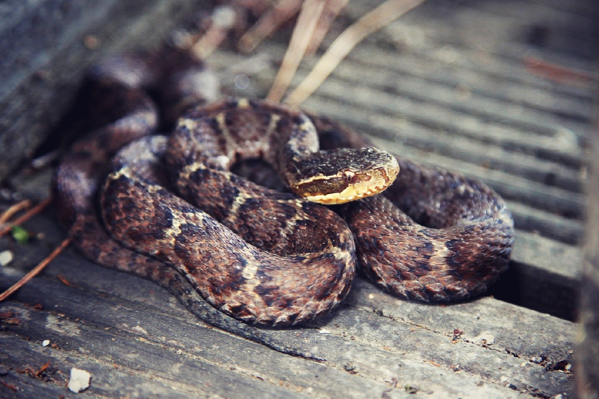 什么蛇不到一米长拍完照走掉了不慌不忙的