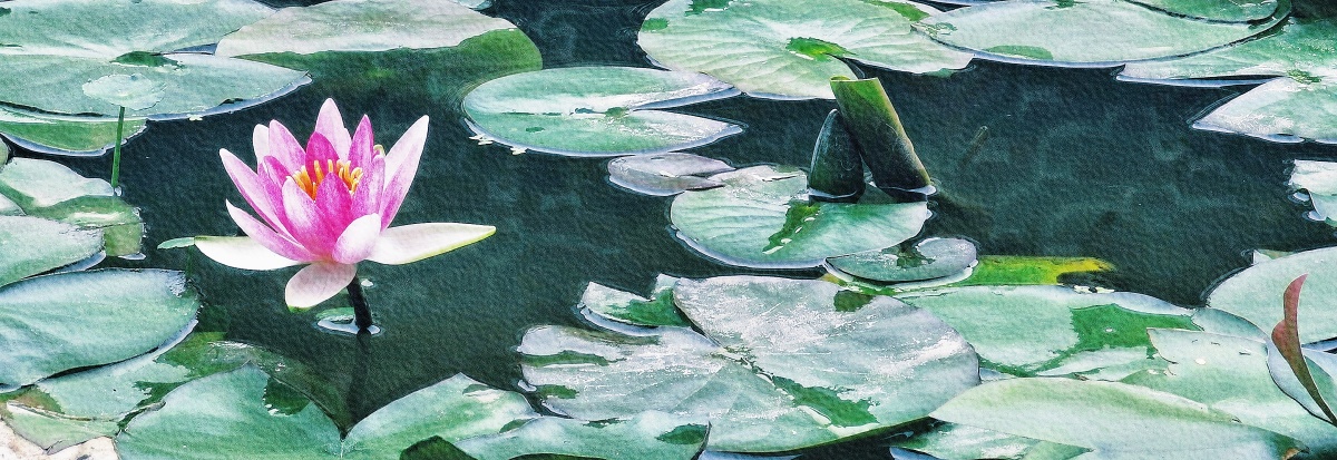 一叶一浮萍一梦一睡莲