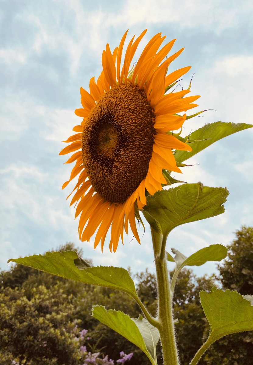 向日葵向阳生阳光雨露鸟语花香成就自己顺风起飞逆风飞扬
