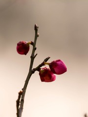 20170130_DSC_4573