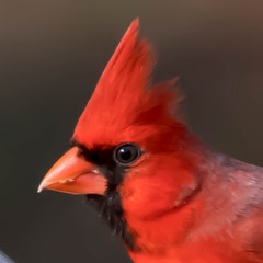 126154