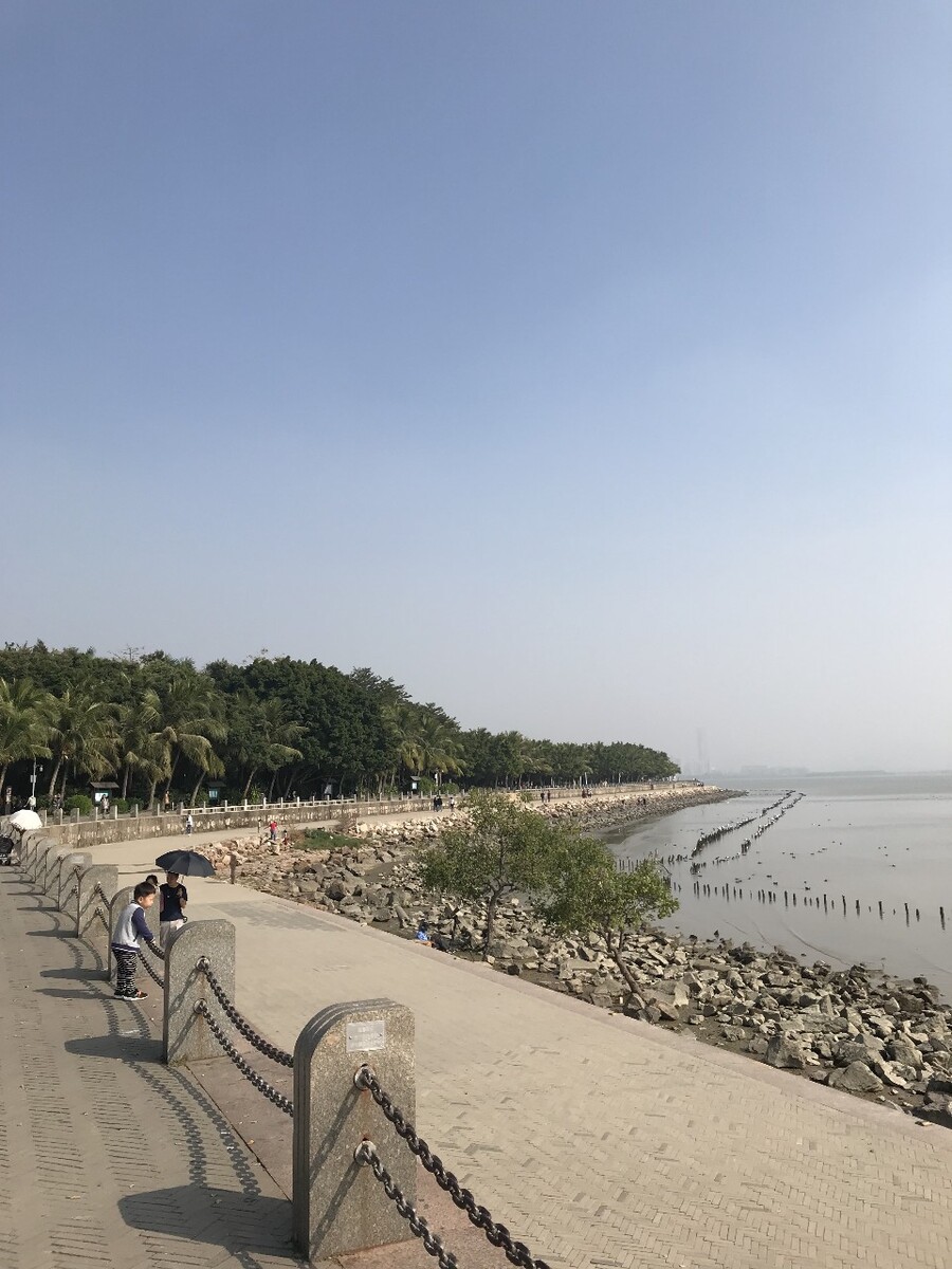 2019年冬天深圳市深圳湾公园的红树林漫步在海边海风徐徐吹来岁月静好