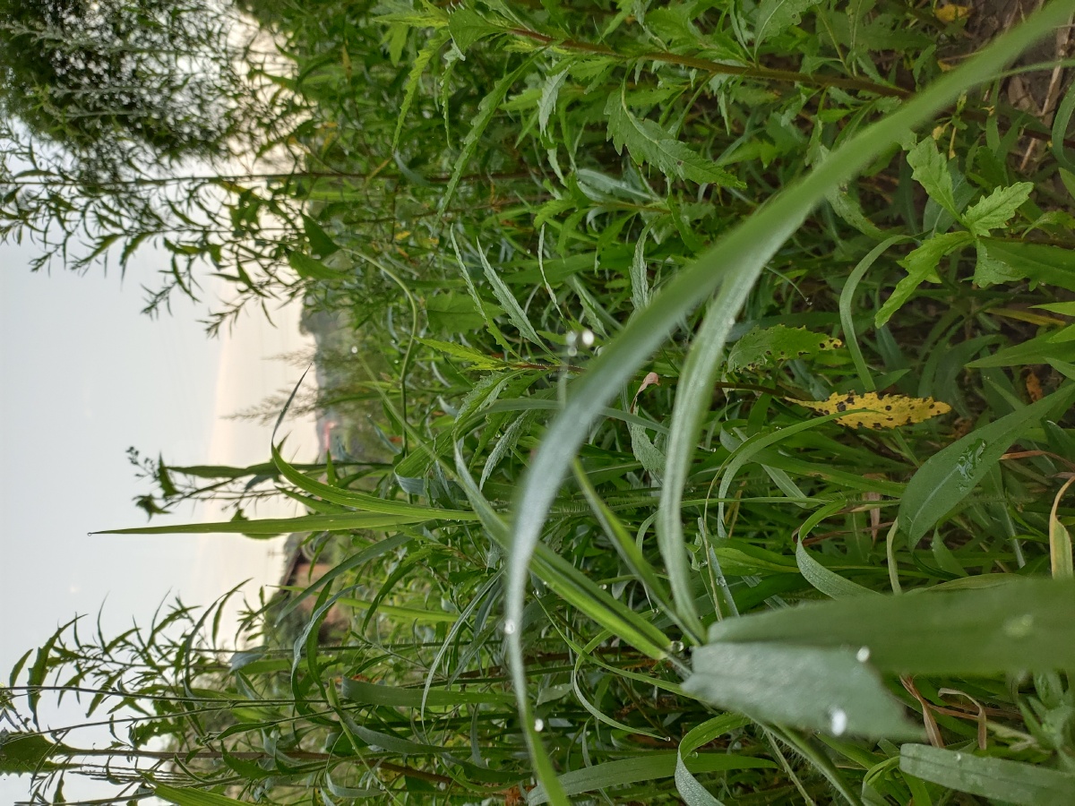 清晨乡村的美虽普通却是最真实