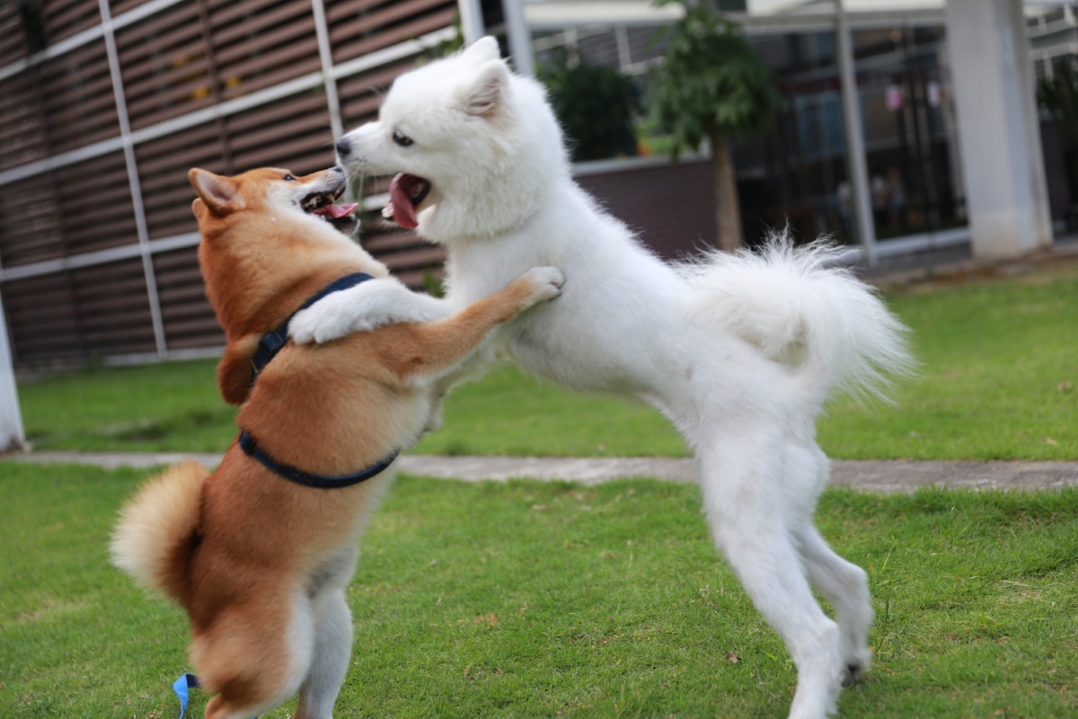 共舞柴犬和萨摩耶