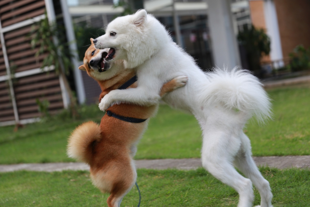 共舞柴犬和萨摩耶