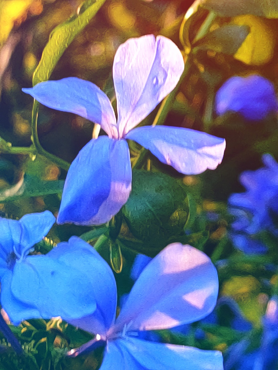 阳光下的蓝牡丹