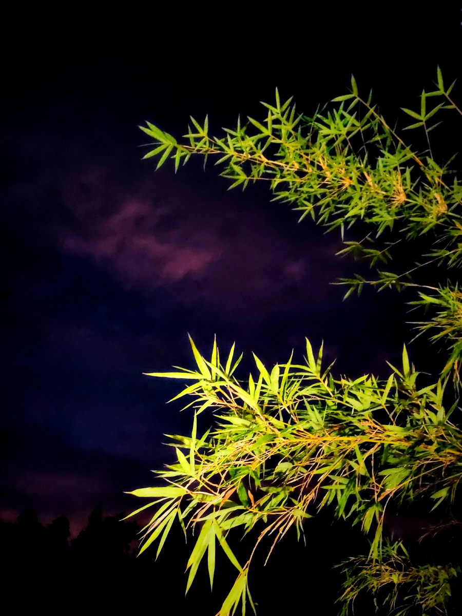 夜晚灯光下的竹枝