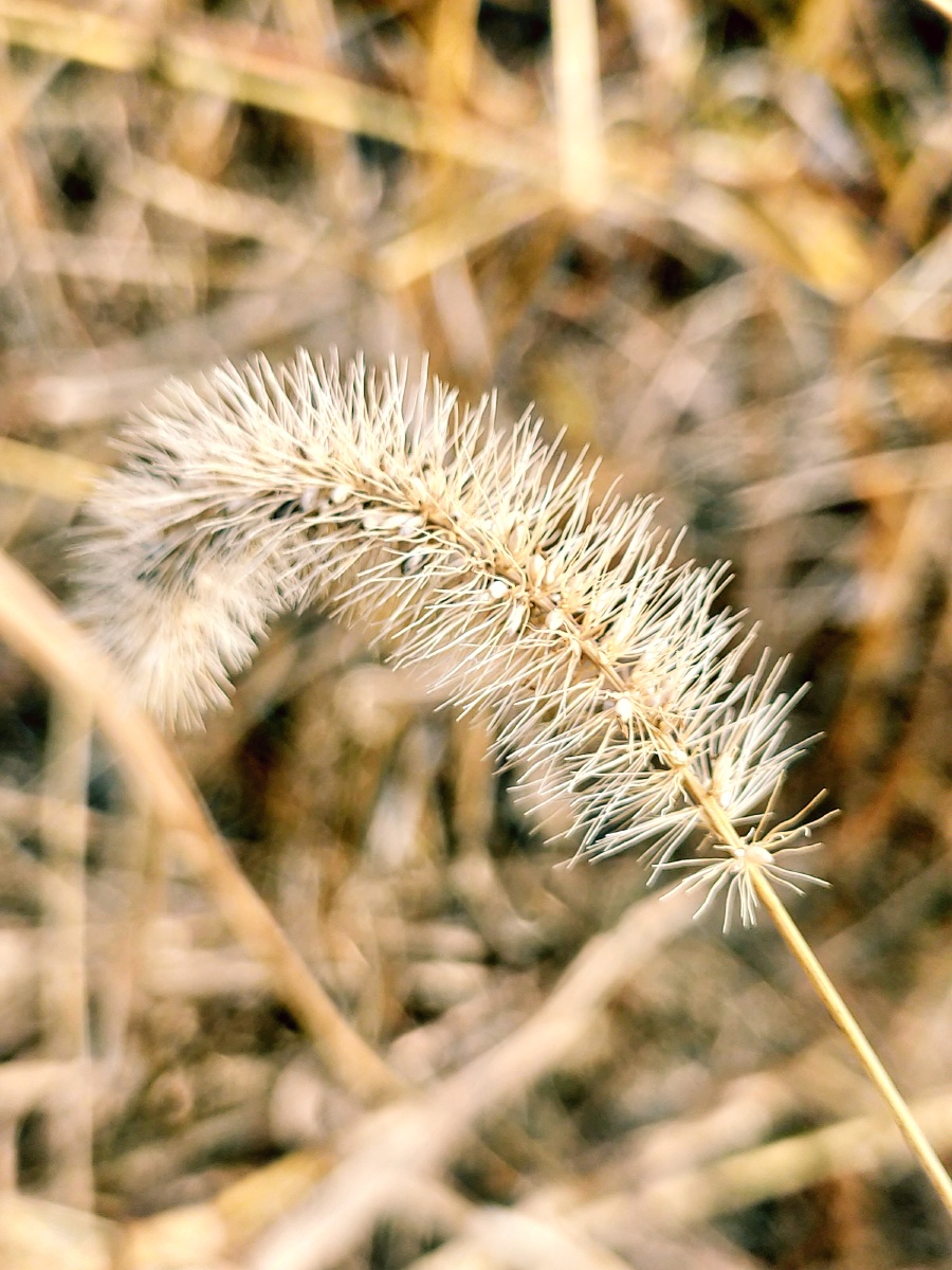 枯黄的狗尾巴草