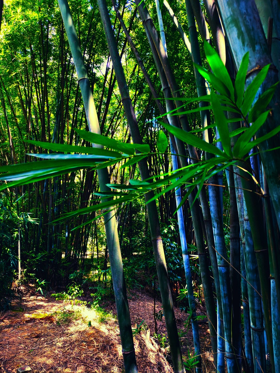 阳光下的竹丛