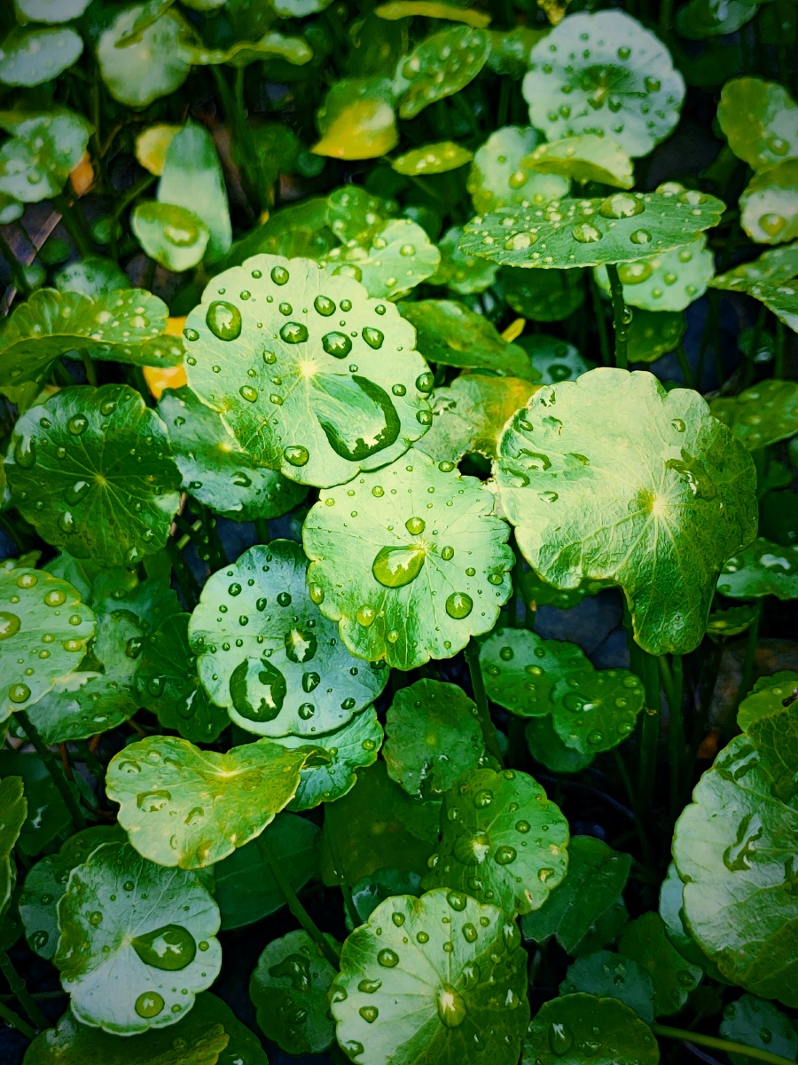 雨后铜钱草