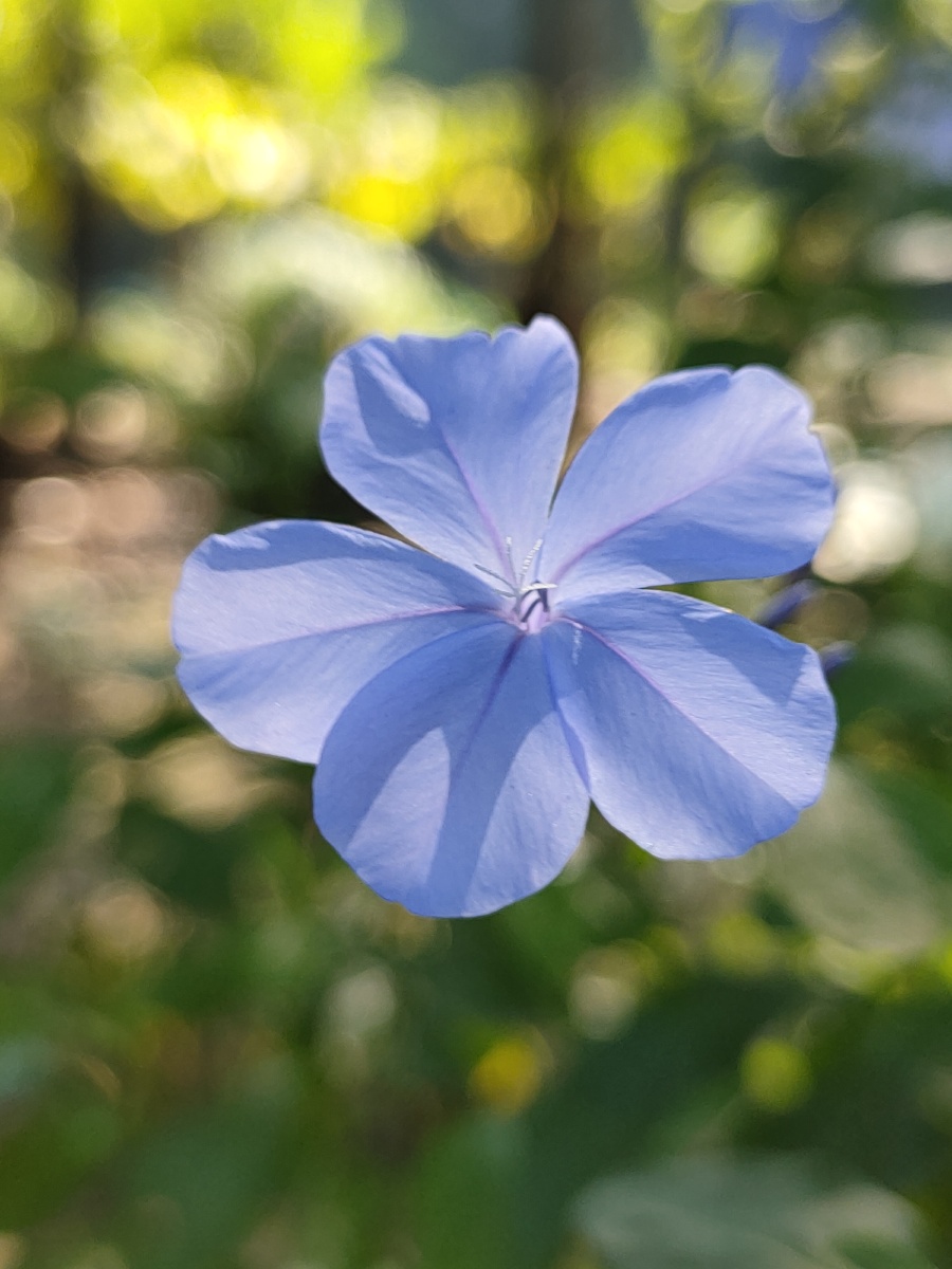 阳光下的蓝牡丹花