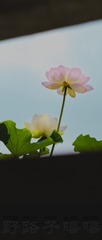C02666D8-2E0A-49BC-A0CA-45D8301FF6C6/L0/001
