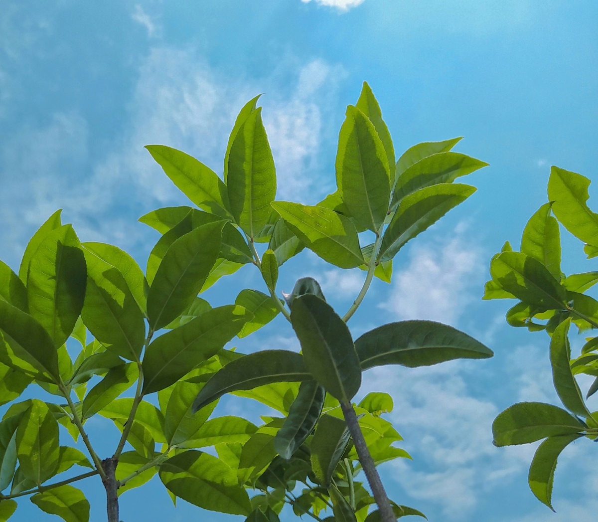 夏天是属于绿叶的