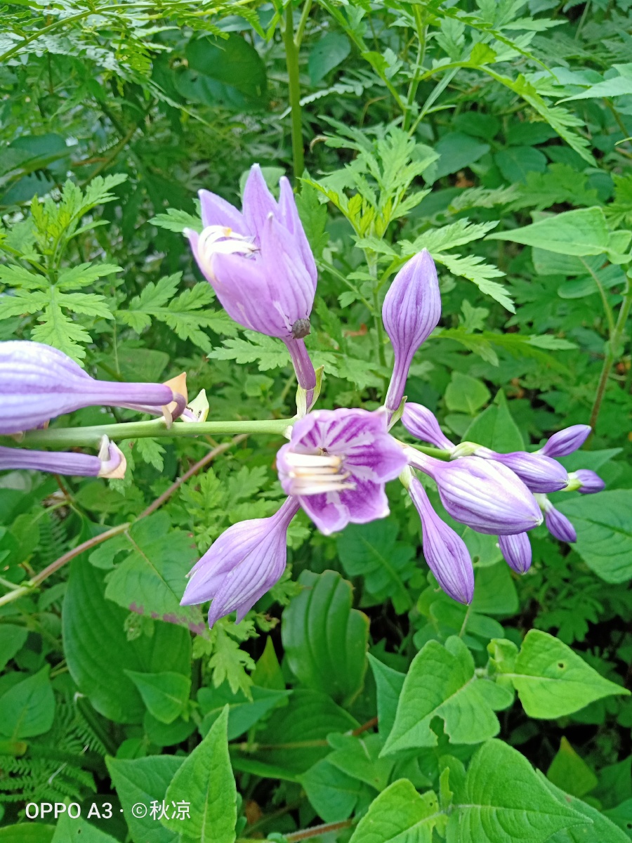 不认识的野草野花