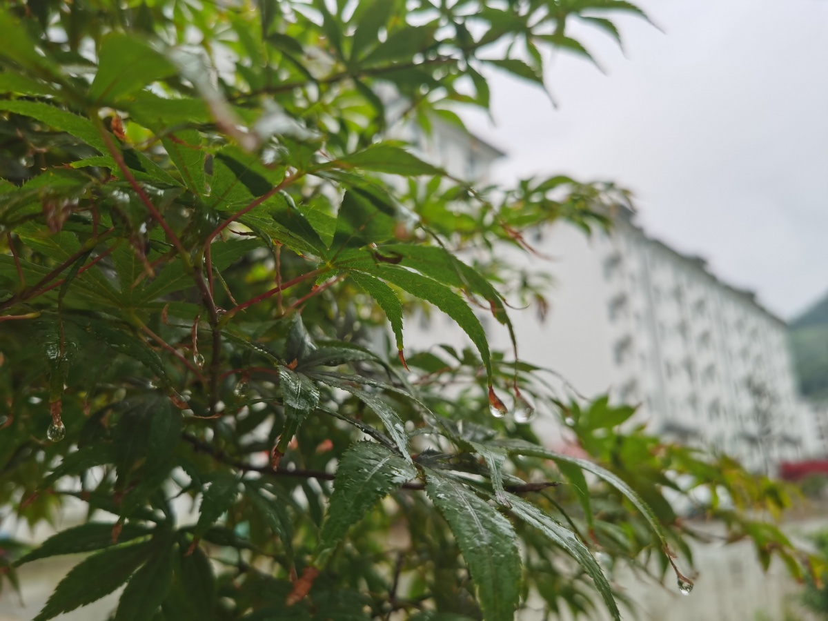 雨后清晨
