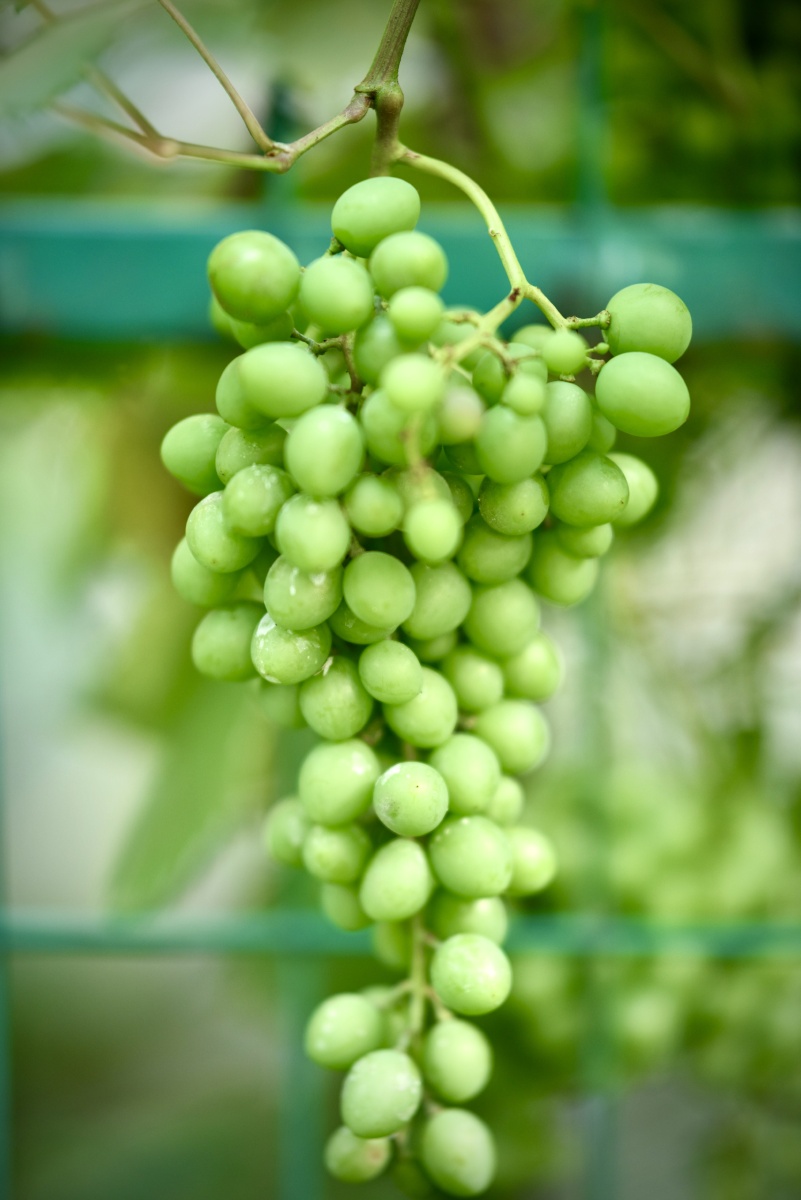 初夏时节花园里的葡萄美