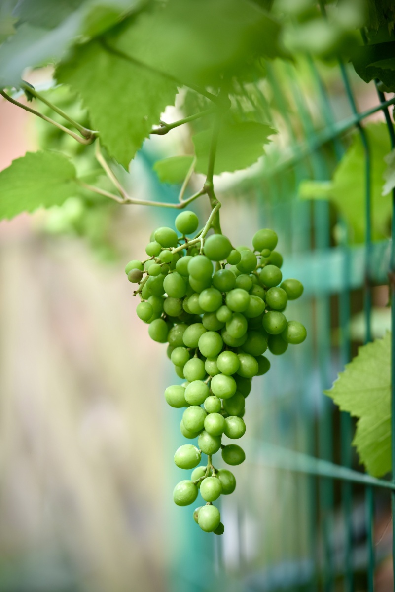 初夏时节花园里的葡萄美