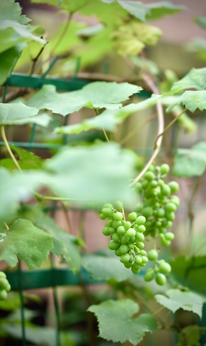 初夏时节花园里的葡萄美