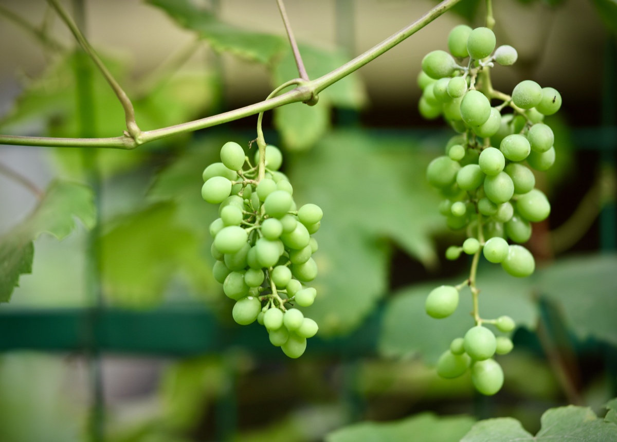 初夏时节花园里的葡萄美