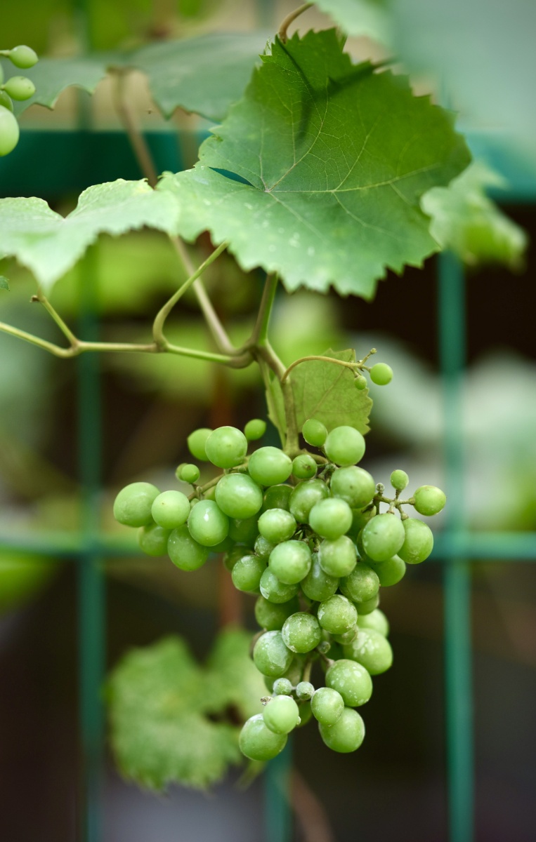 初夏时节花园里的葡萄美