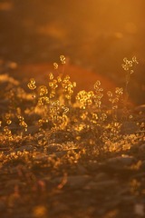 DPP_02231