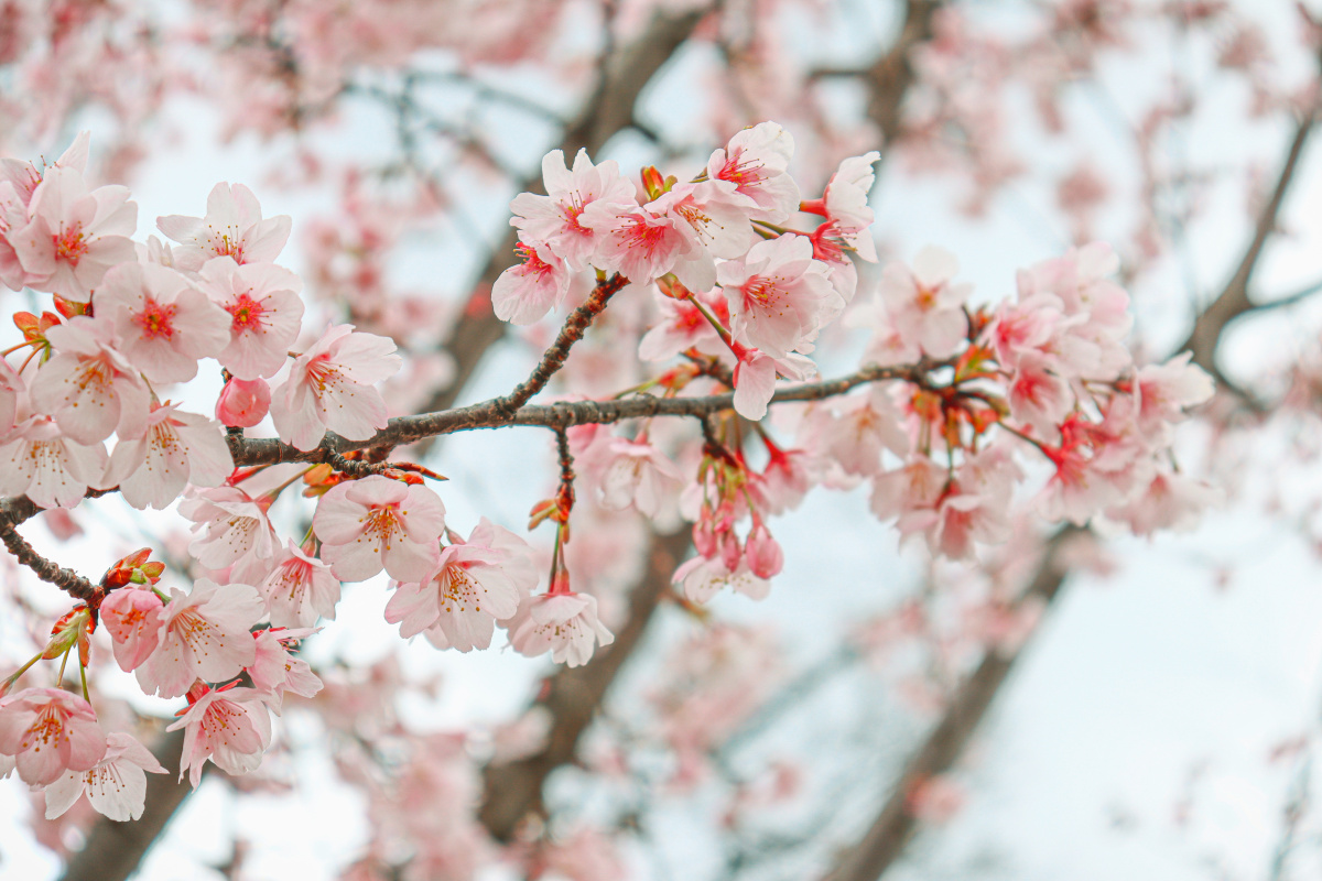 日本大阪城樱花