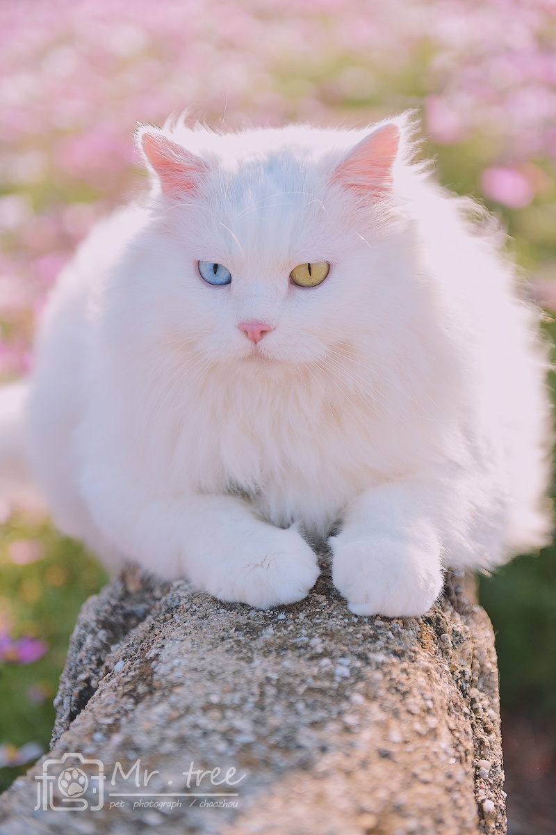 山东狮子猫