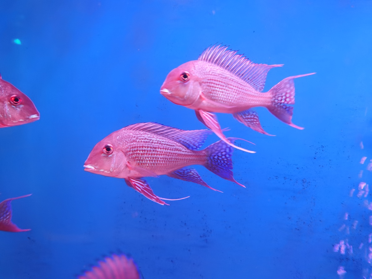 正佳海洋馆微笑狐彩虹水母一堆傻鱼