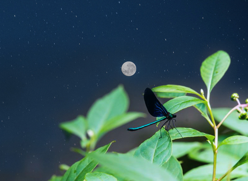 夜虫- 丹妮的图虫 - 图虫