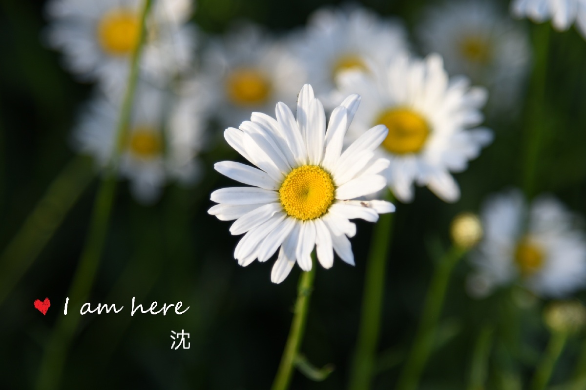 daisy雏菊的花语天真和平希望纯洁的美以及深藏在心底的爱