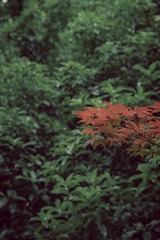 877172BC-3C5C-41CD-8441-56015C468EC2/L0/001
