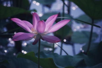D974C7CD-F0DD-4828-AE85-7339A7F4C147/L0/001