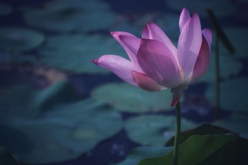 1D570C6F-CCE1-4F90-877B-7C6EE4A24BDB/L0/001