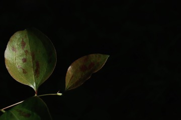 D551E825-A463-4AD0-A145-545BCF95B4AE/L0/001