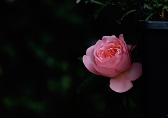 4C355C9A-EE70-40D1-863E-BE5DE7E2A259/L0/001