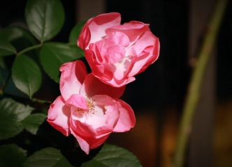 006F8AAE-0A8C-456C-8F3C-292AD869FE26/L0/001