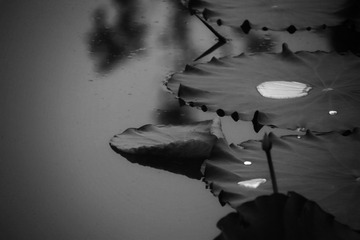 5B337185-F0AC-4376-85A2-9595B5B1CA1D/L0/001