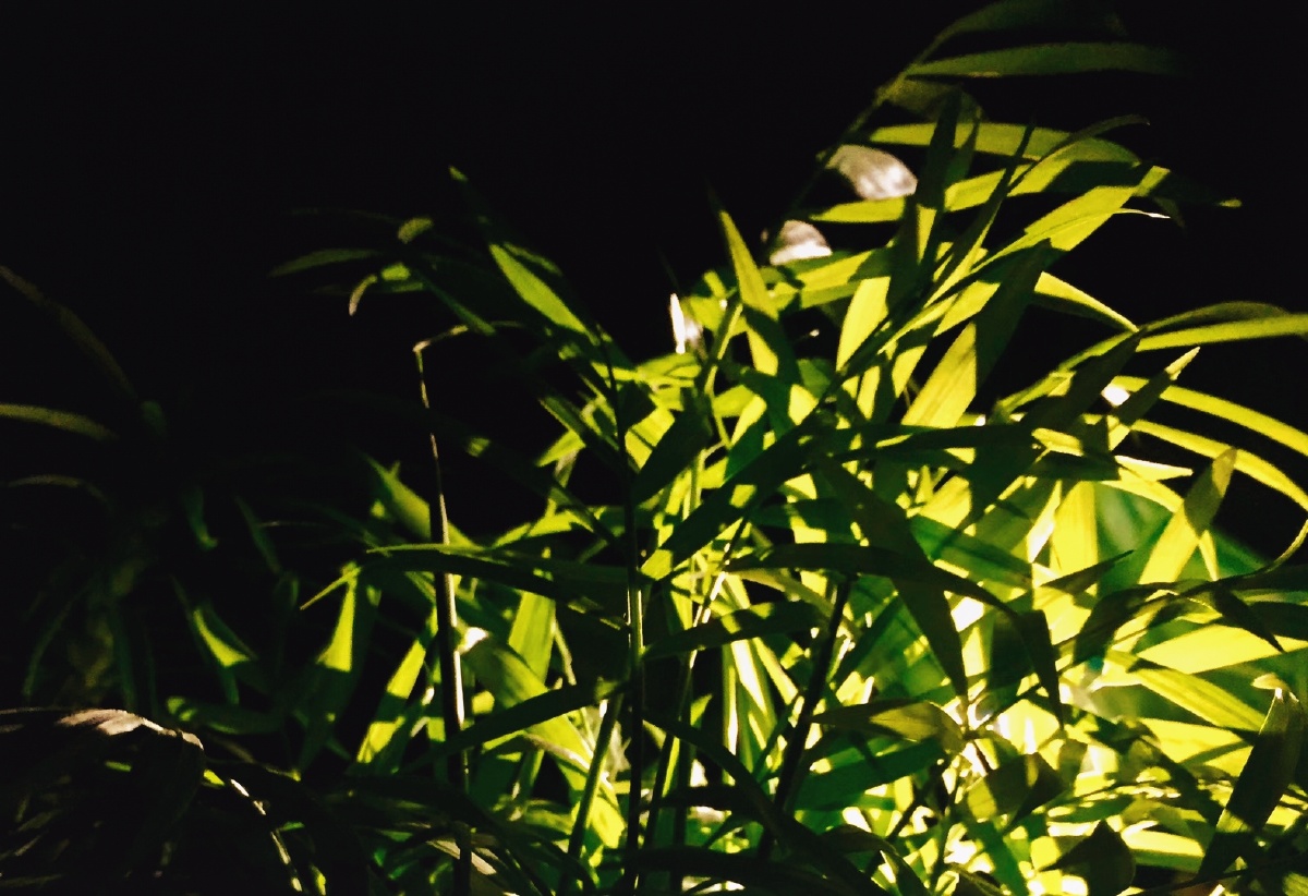 暖光灯下的绿意