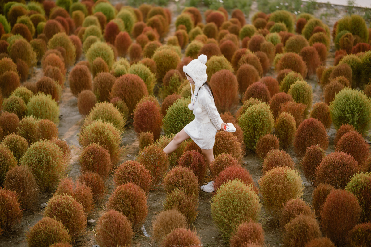 万视屋701地肤草与夕阳下的温柔少女bilibilidisexi思宁weibodisexi思