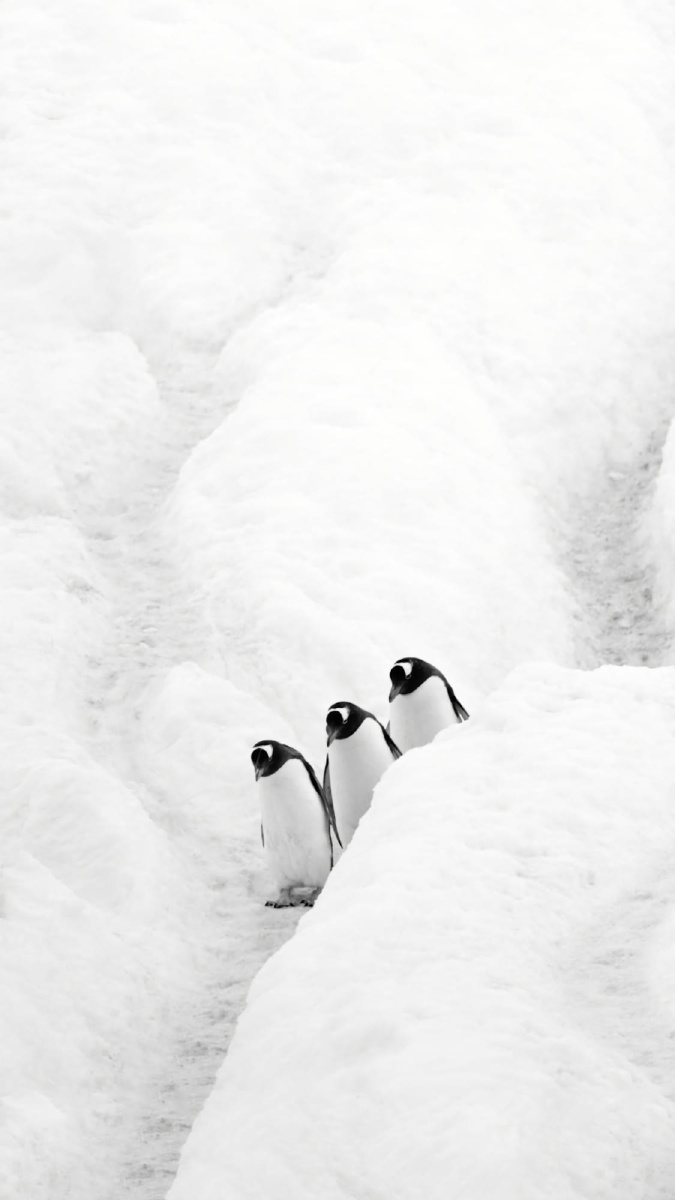 好可爱的小企鹅