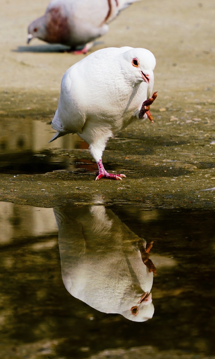 看小鸽鸽的脚多美