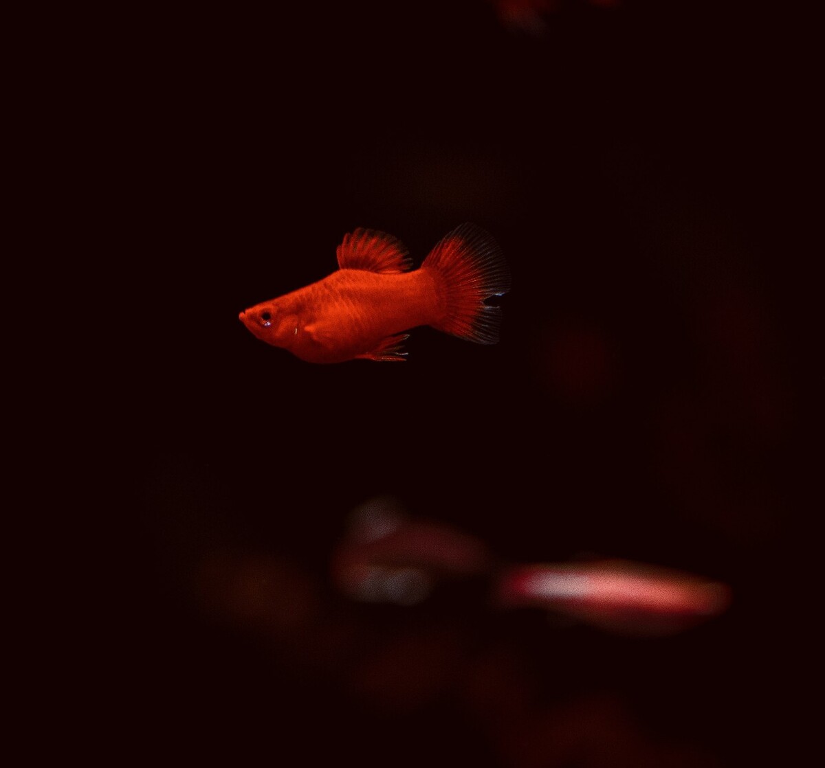 两条小红鱼