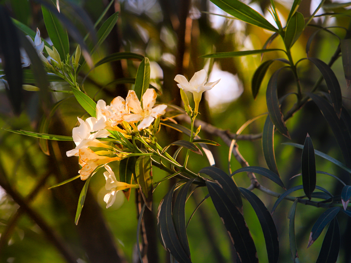 四月晨光下的胡桃夹 - a_or_b - 图虫