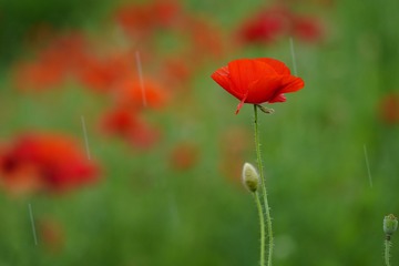 _DSC0049